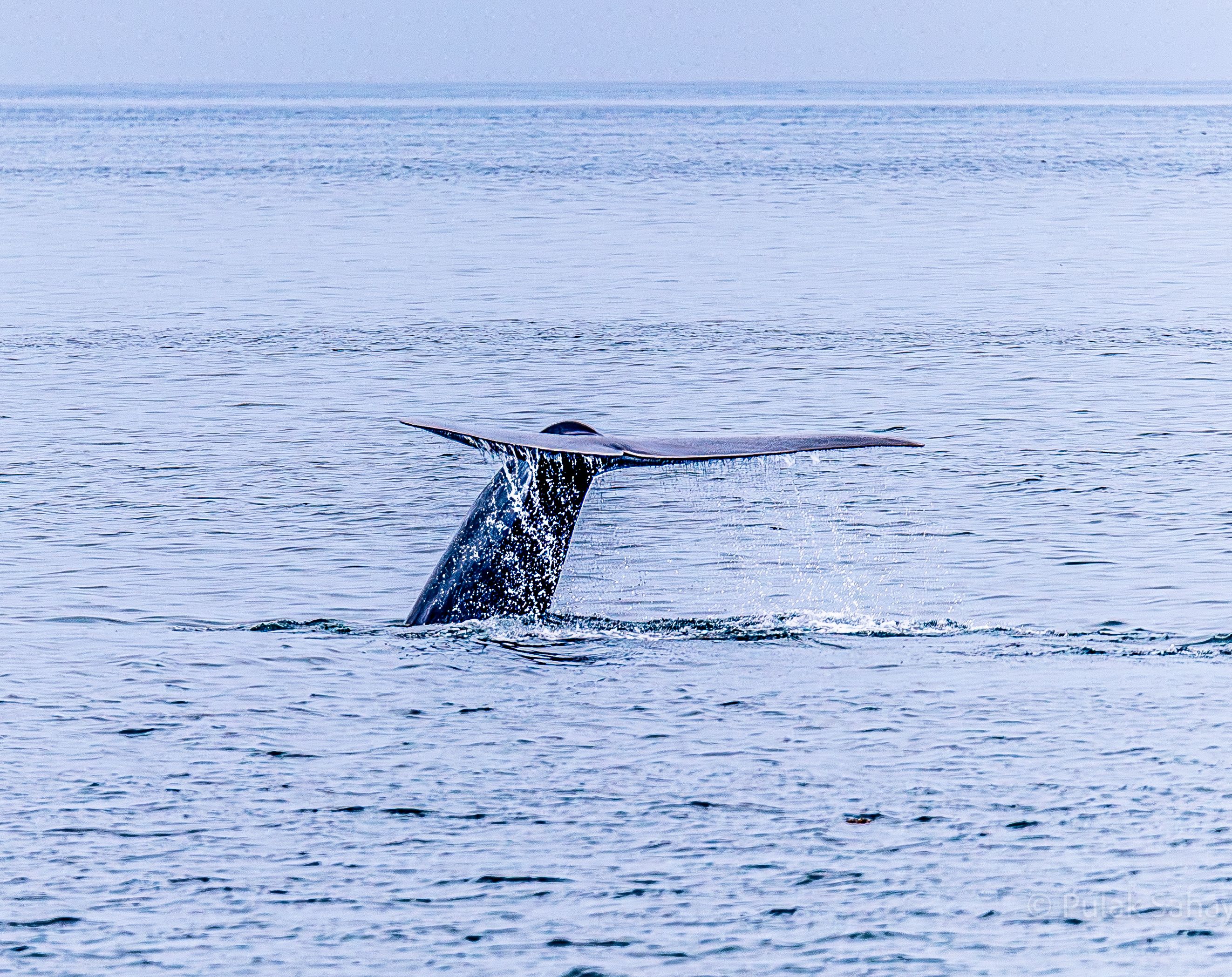 Whale tail